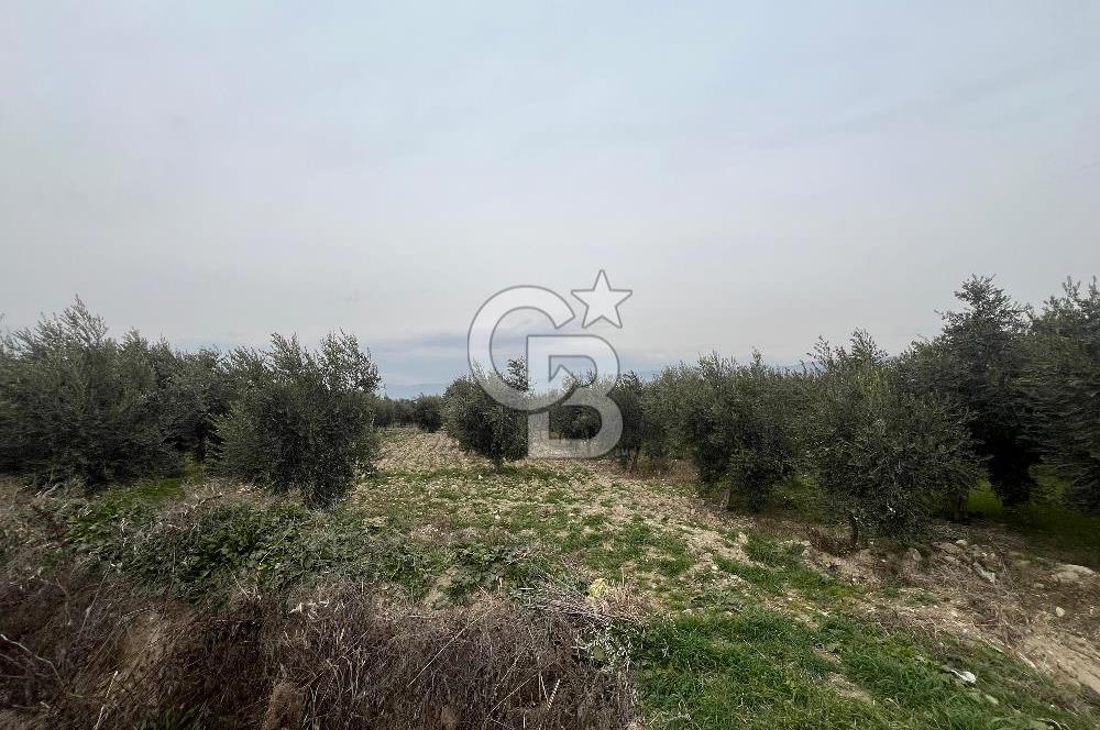 AKKÖY MH. 1034M² SATILIK ZEYTİNLİK