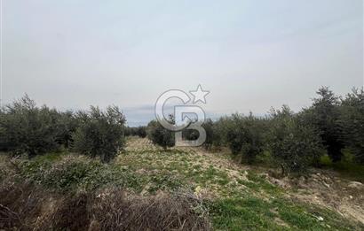 AKKÖY MH. 1034M² SATILIK ZEYTİNLİK