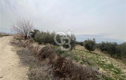 AKKÖY MH. 1034M² SATILIK ZEYTİNLİK