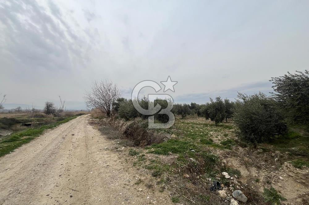 AKKÖY MH. 1034M² SATILIK ZEYTİNLİK