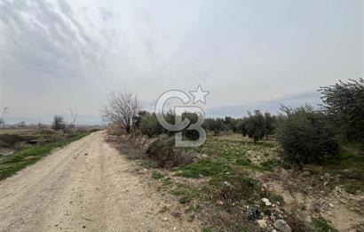 AKKÖY MH. 1034M² SATILIK ZEYTİNLİK