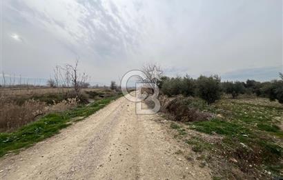 AKKÖY MH. 1034M² SATILIK ZEYTİNLİK