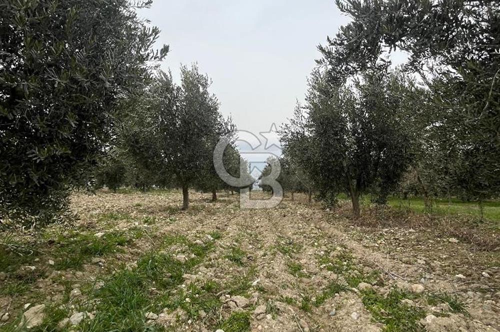 AKKÖY MH. 1034M² SATILIK ZEYTİNLİK