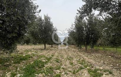 AKKÖY MH. 1034M² SATILIK ZEYTİNLİK