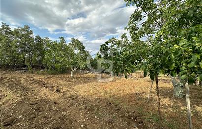 ELMADAĞ TATLICA 18 DÖNÜM BAHÇE