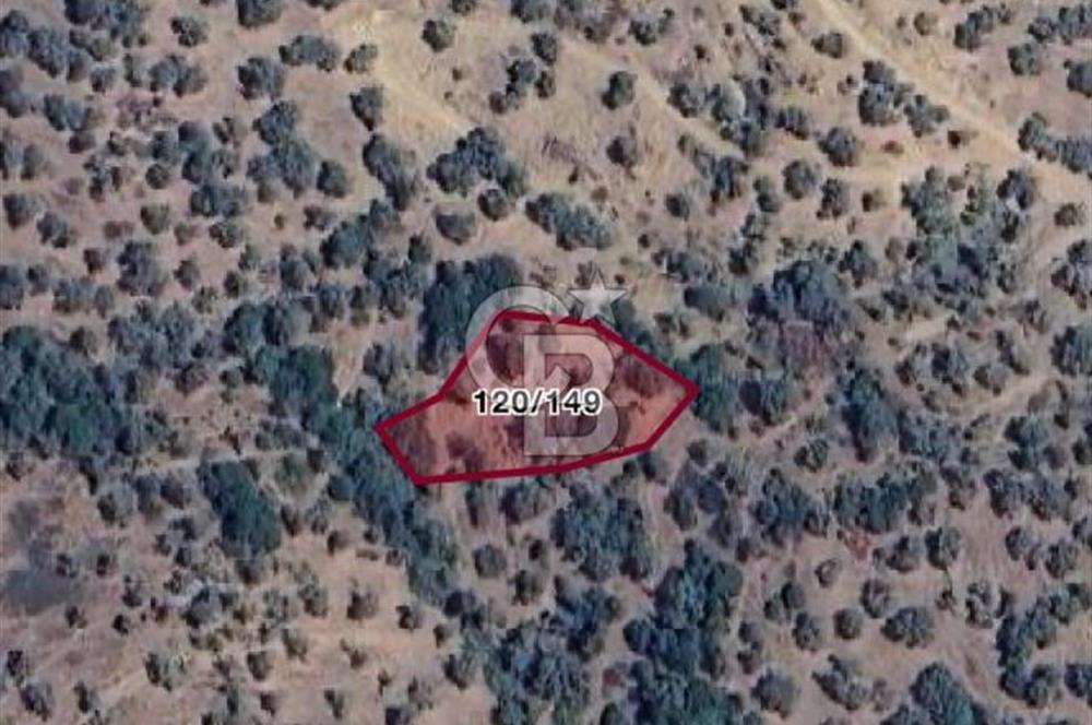 İZMİR BAYINDIR GAZİLERDE 1.085 m2 YOLA YAKIN SATILIK ZEYTİNLİK