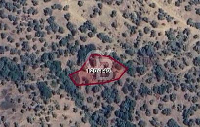 İZMİR BAYINDIR GAZİLERDE 1.085 m2 YOLA YAKIN SATILIK ZEYTİNLİK