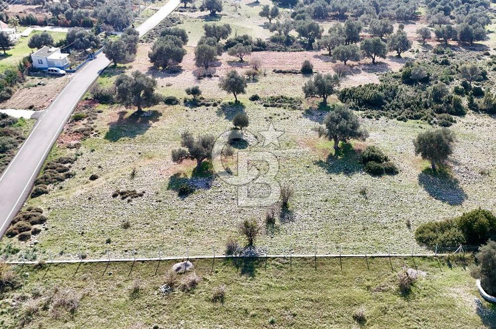 URLA ZEYTİNELİ YOL CEPHELİ KÖY İMARINA UYGUN SATILIK ARAZİ