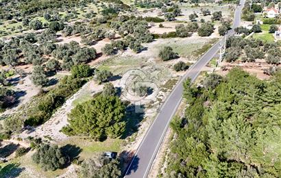 URLA ZEYTİNELİ KÖYÜ KADASTRAL YOLA CEPHELİ SATILIK ARAZİ