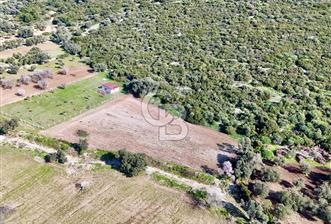 URLA ZEYTİNELİ KÖY MERKEZİ YAKINI SATILIK ARAZİ - 1 - 331900