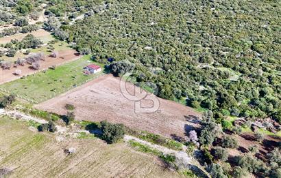 URLA ZEYTİNELİ KÖY MERKEZİ YAKINI SATILIK ARAZİ