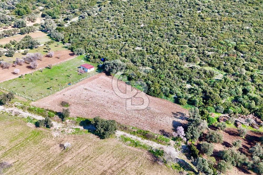 URLA ZEYTİNELİ KÖY MERKEZİ YAKINI SATILIK ARAZİ