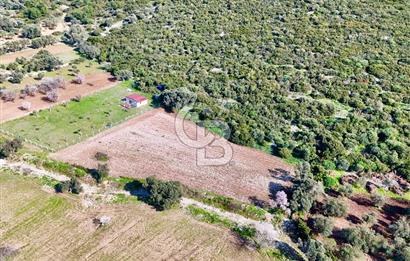 URLA ZEYTİNELİ KÖY MERKEZİ YAKINI SATILIK ARAZİ