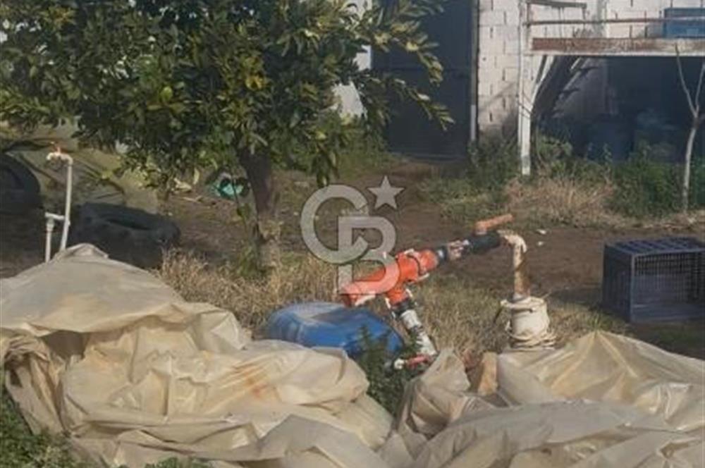 SATILIK  BESİ CİFTLİĞİ 