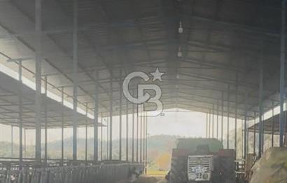 SATILIK  BESİ CİFTLİĞİ 