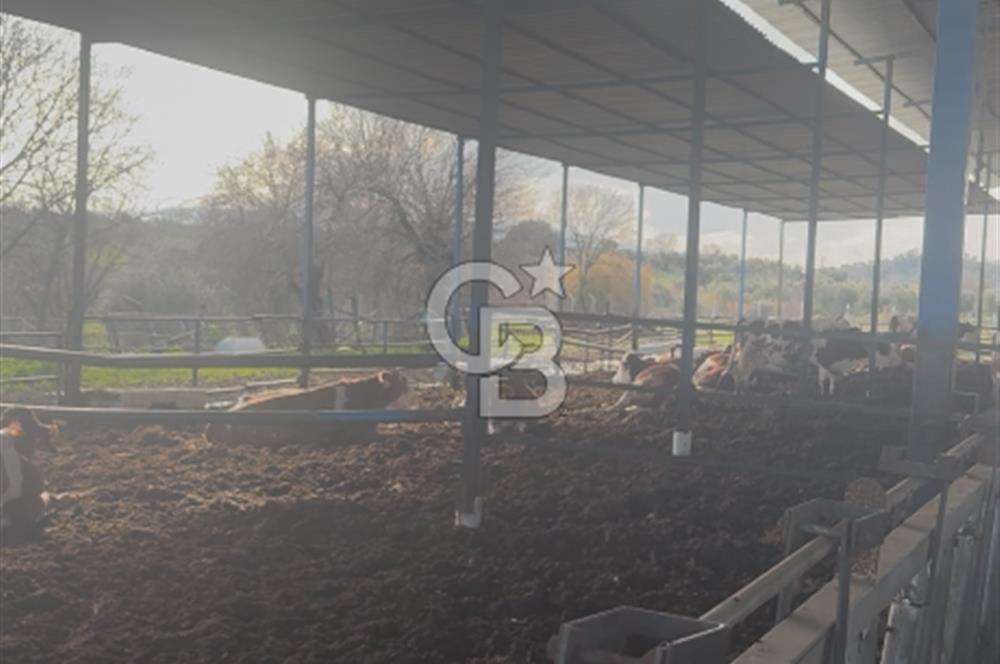 SATILIK  BESİ CİFTLİĞİ 