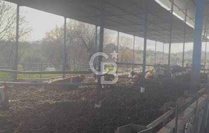 SATILIK  BESİ CİFTLİĞİ 