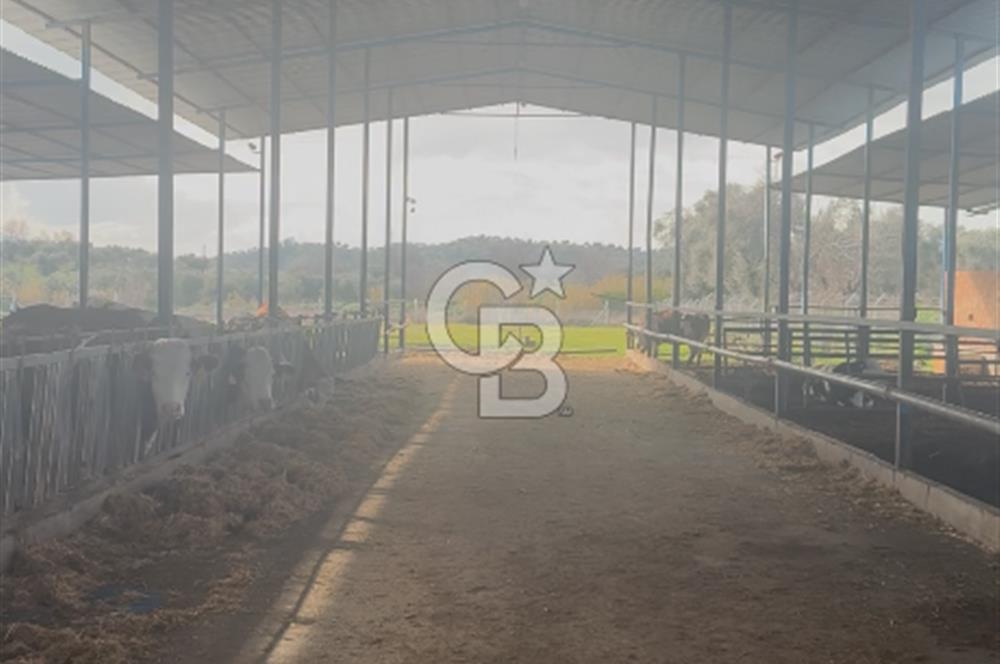 SATILIK  BESİ CİFTLİĞİ 