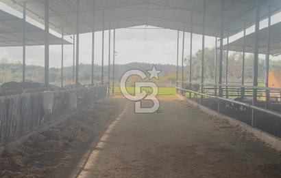 SATILIK  BESİ CİFTLİĞİ 