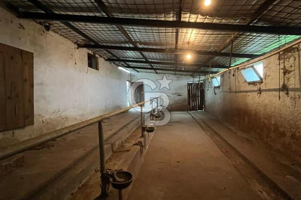 Çan Kalburcu' da Hayvancılığa  Hazır Kurulu Düzen ve İki Katlı Müstakil Ev