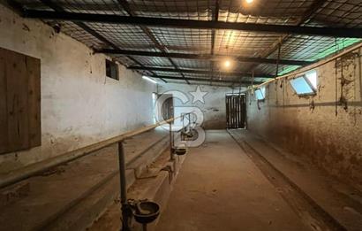 Çan Kalburcu' da Hayvancılığa  Hazır Kurulu Düzen ve İki Katlı Müstakil Ev