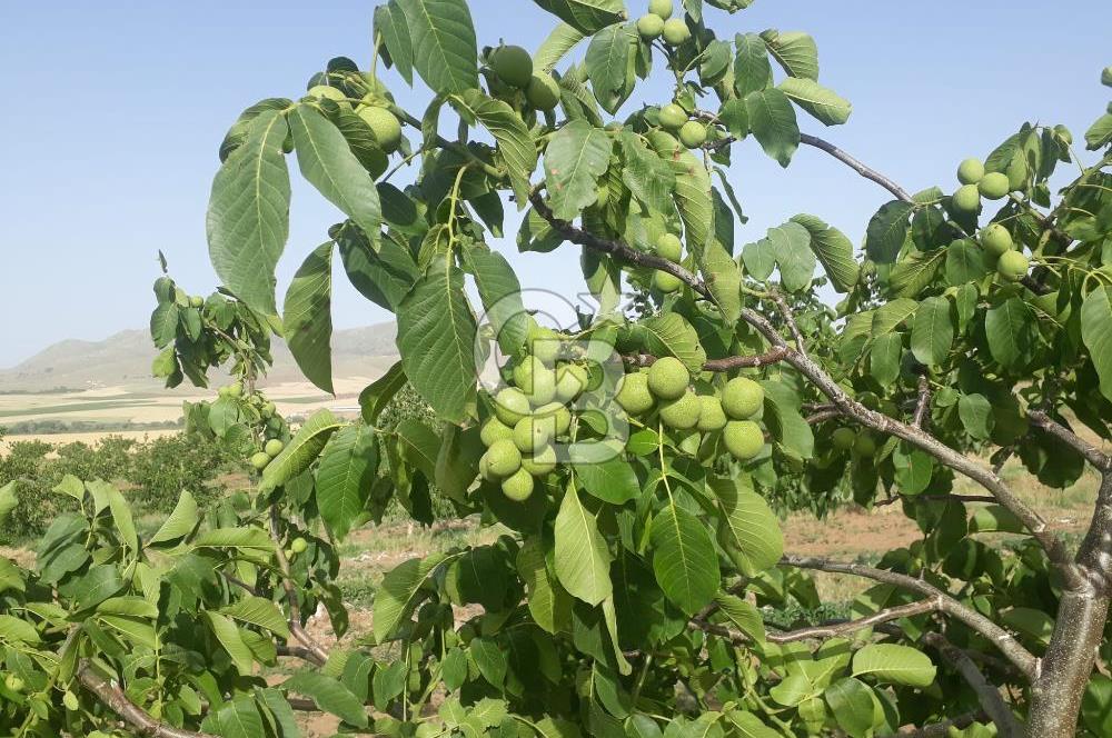 KIRŞEHİR KAMAN SATILIK 363DÖNÜM TAM ÇİFTLİK YATIRIMLIK BAĞ BAHÇE