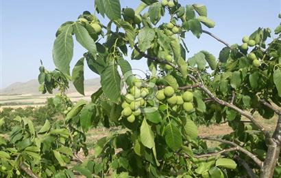 KIRŞEHİR KAMAN SATILIK 363DÖNÜM TAM ÇİFTLİK YATIRIMLIK BAĞ BAHÇE