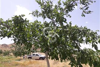 KIRŞEHİR KAMAN SATILIK 363DÖNÜM TAM ÇİFTLİK YATIRIMLIK BAĞ BAHÇE - 1 - 331921