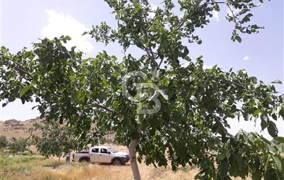 KIRŞEHİR KAMAN SATILIK 363DÖNÜM TAM ÇİFTLİK YATIRIMLIK BAĞ BAHÇE