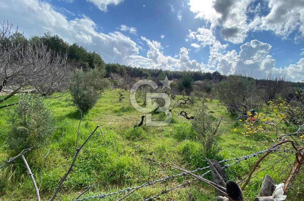 BUCA KAYNAKLAR ZAFER mah. KİRALIK ARAZİ ve 4+1 DUBLEKS BAĞ EVİ