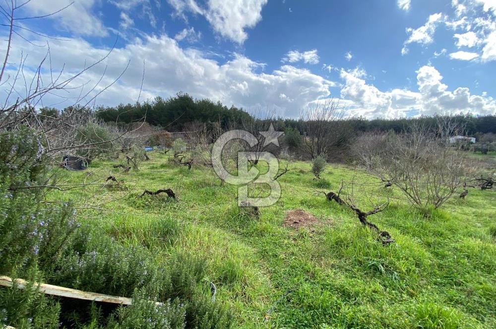 BUCA KAYNAKLAR ZAFER mah. KİRALIK ARAZİ ve 4+1 DUBLEKS BAĞ EVİ