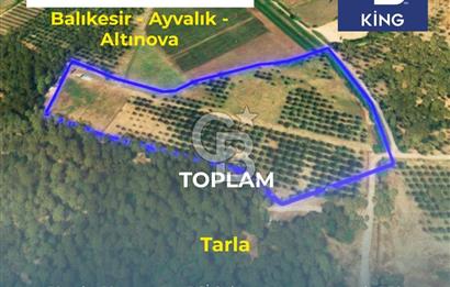 CB KİNG'DEN AYVALIK/ALTINOVA MAHALLESİ SATILIK TARLA/ZEYTİNLİK