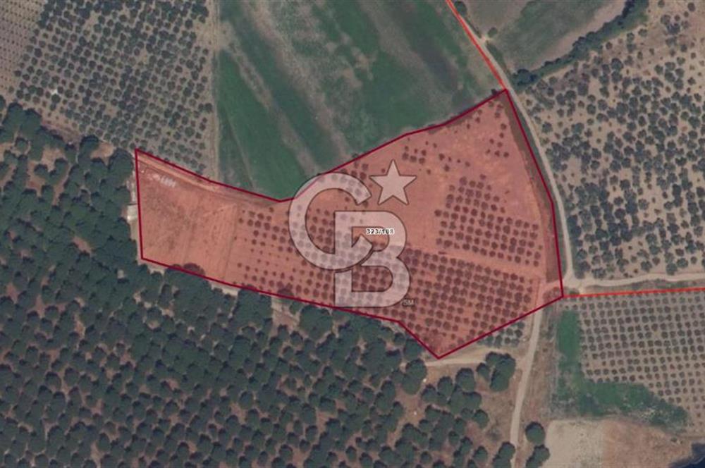 CB KİNG'DEN AYVALIK/ALTINOVA MAHALLESİ SATILIK TARLA/ZEYTİNLİK
