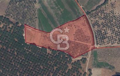 CB KİNG'DEN AYVALIK/ALTINOVA MAHALLESİ SATILIK TARLA/ZEYTİNLİK