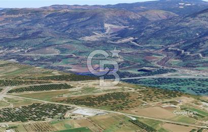 CB KİNG'DEN AYVALIK/ALTINOVA MAHALLESİ SATILIK TARLA/ZEYTİNLİK