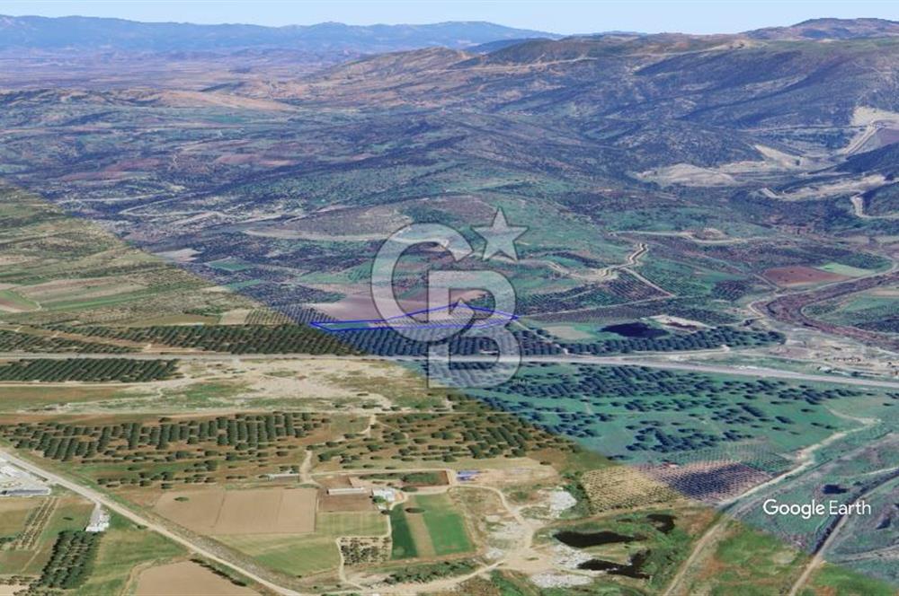 CB KİNG'DEN AYVALIK/ALTINOVA MAHALLESİ SATILIK TARLA/ZEYTİNLİK