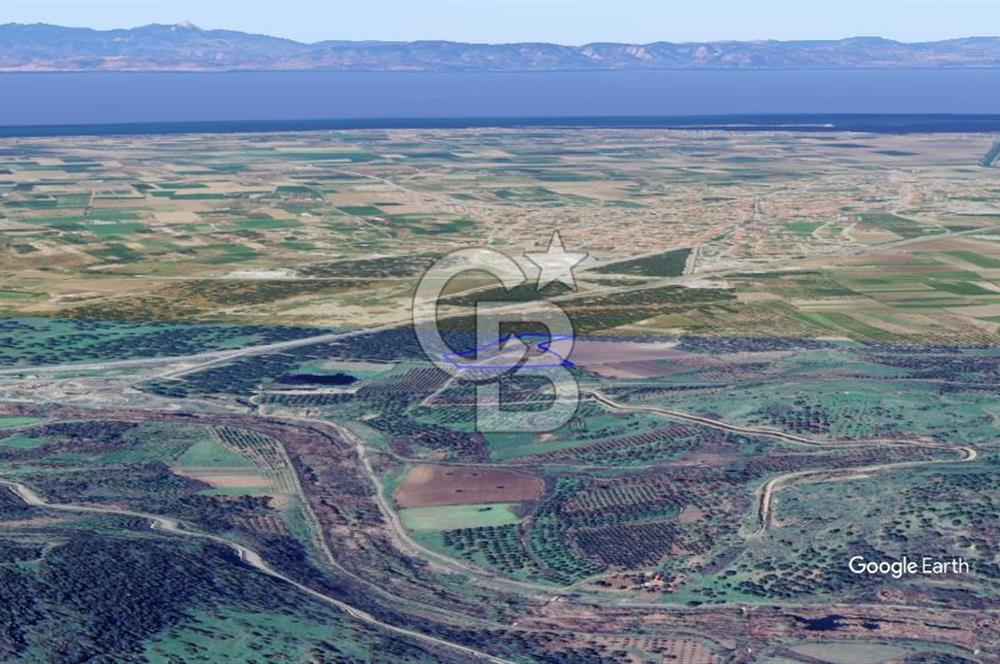 CB KİNG'DEN AYVALIK/ALTINOVA MAHALLESİ SATILIK TARLA/ZEYTİNLİK