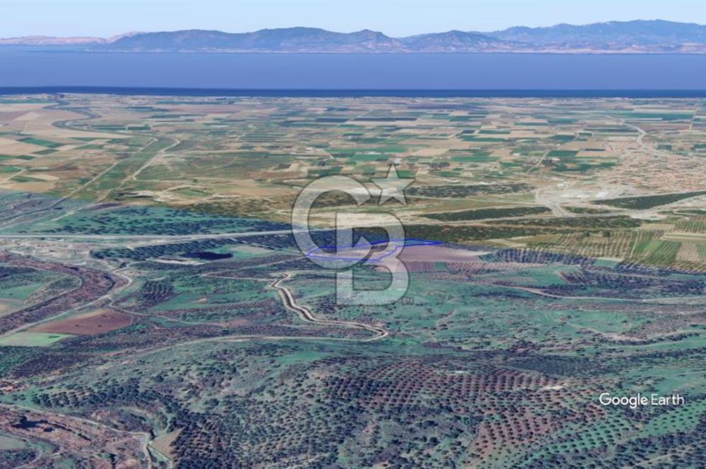 CB KİNG'DEN AYVALIK/ALTINOVA MAHALLESİ SATILIK TARLA/ZEYTİNLİK