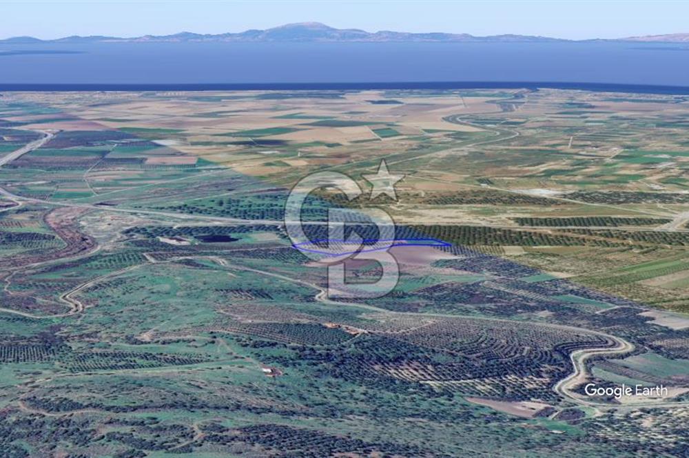 CB KİNG'DEN AYVALIK/ALTINOVA MAHALLESİ SATILIK TARLA/ZEYTİNLİK