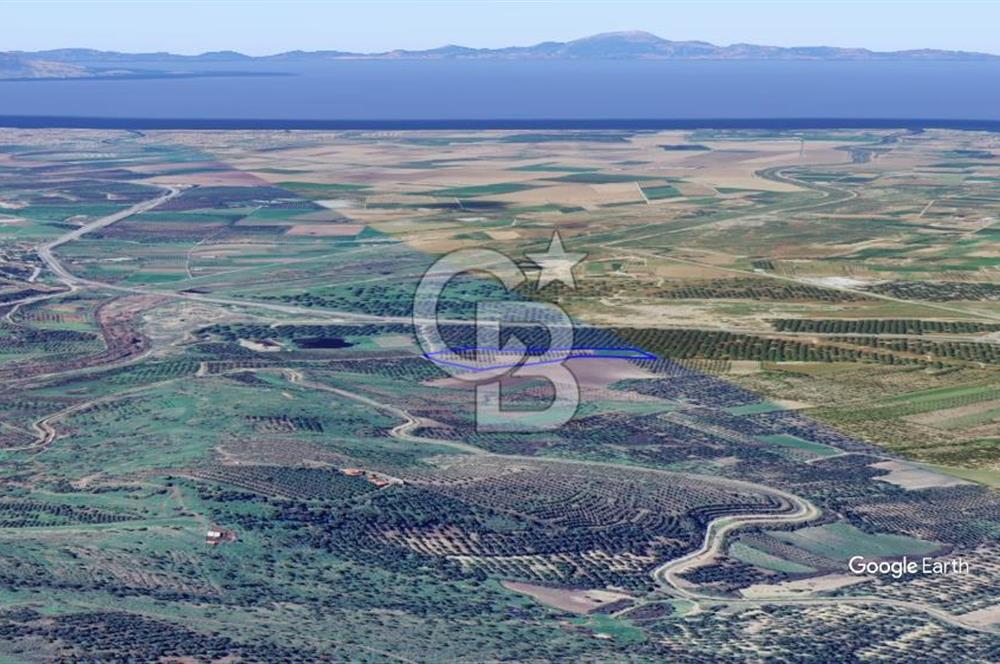 CB KİNG'DEN AYVALIK/ALTINOVA MAHALLESİ SATILIK TARLA/ZEYTİNLİK