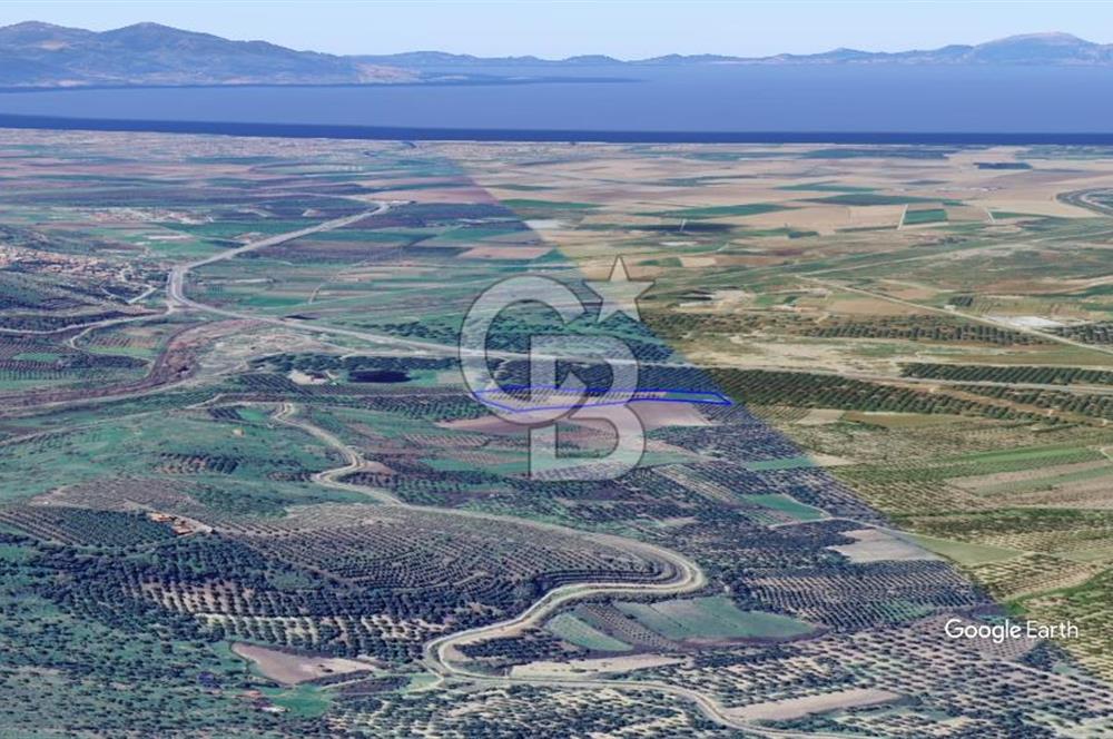 CB KİNG'DEN AYVALIK/ALTINOVA MAHALLESİ SATILIK TARLA/ZEYTİNLİK
