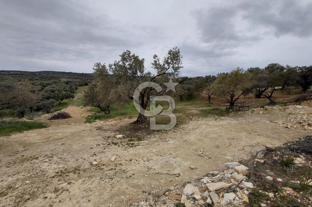 FOÇA GERENKÖY’DE 584 m² SATILIK TARLA 