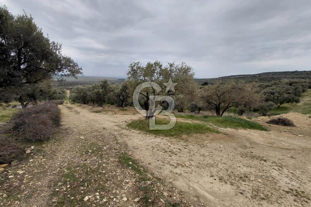 FOÇA GERENKÖY’DE 584 m² SATILIK TARLA 