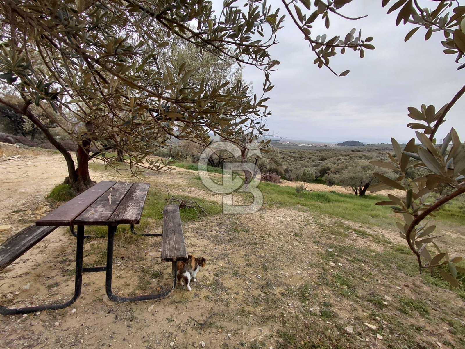 FOÇA GERENKÖY’DE 584 m² SATILIK TARLA 