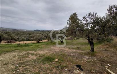 FOÇA GERENKÖY’DE 584 m² SATILIK TARLA 