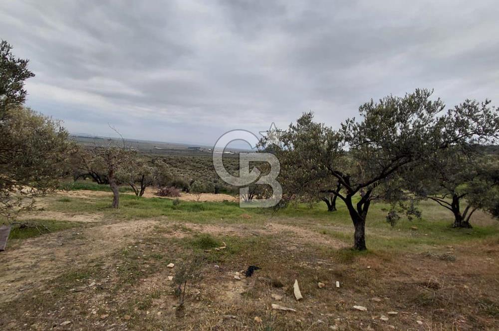 FOÇA GERENKÖY’DE 584 m² SATILIK TARLA 