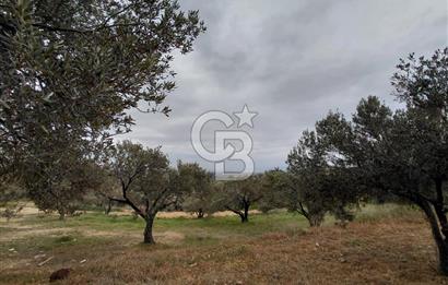 FOÇA GERENKÖY’DE 584 m² SATILIK TARLA 