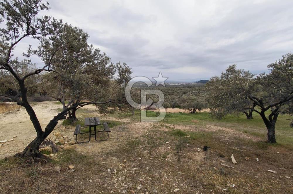 FOÇA GERENKÖY’DE 584 m² SATILIK TARLA 