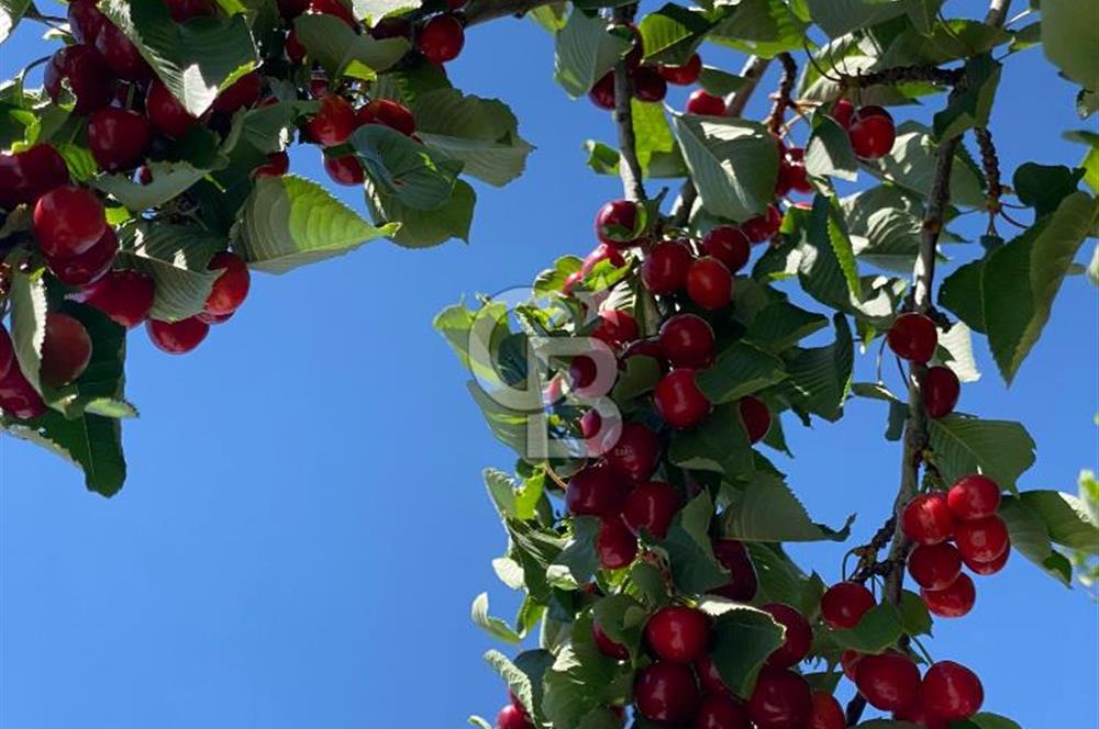 BEYNAM DAĞ ORMAN EVLERİNDE YENİLENMİŞ SATILIK VİLLA