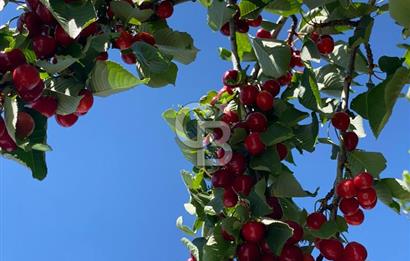 BEYNAM DAĞ ORMAN EVLERİNDE YENİLENMİŞ SATILIK VİLLA
